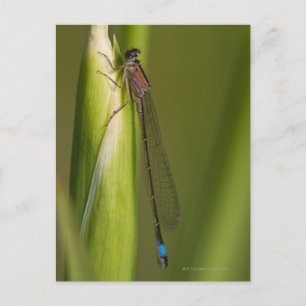 Dragonfly op gekwelde iris briefkaart