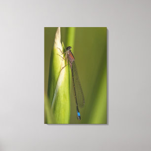 Dragonfly op gekwelde iris canvas afdruk