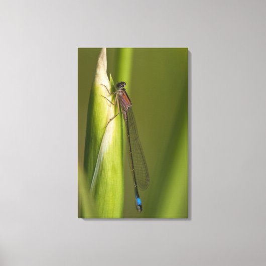 Dragonfly op gekwelde iris canvas afdruk (Voorkant)