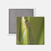 Dragonfly op gekwelde iris magneet (Voorkant / Achterkant)