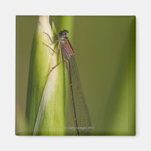 Dragonfly op gekwelde iris magneet