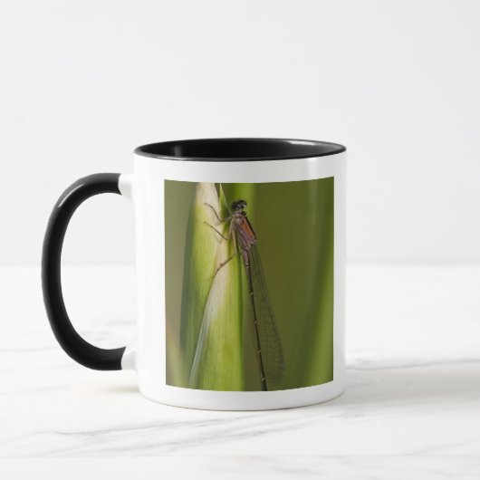 Dragonfly op gekwelde iris mok (Links)