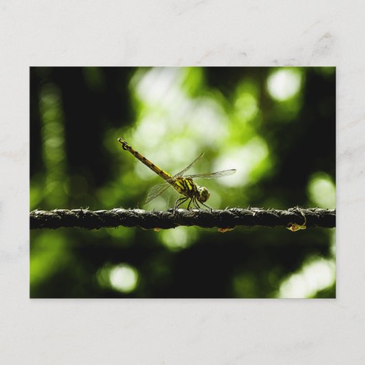 Dragonfly op groen - Briefkaarten (Voorkant)