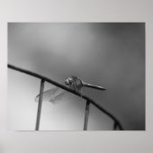 Dragonfly op hek zwart en wit poster (Voorkant)