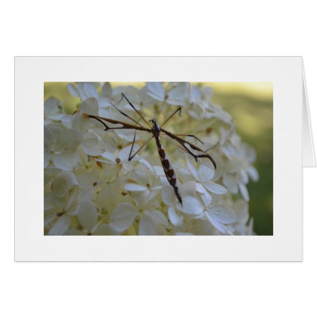 Dragonfly op Hydrangea (Voorkant Horizontaal)