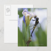 Dragonfly op iris briefkaart (Voorkant / Achterkant)