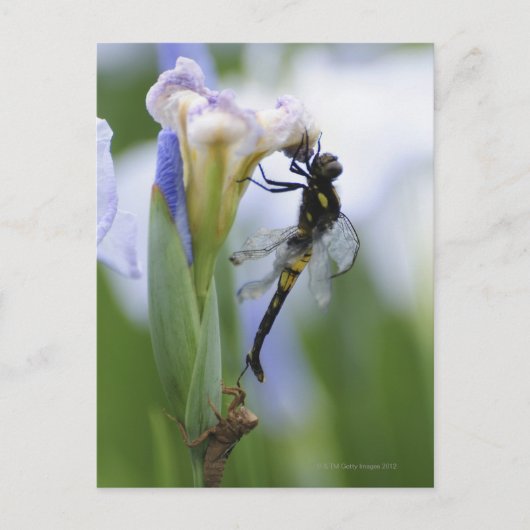 Dragonfly op iris briefkaart (Voorkant)