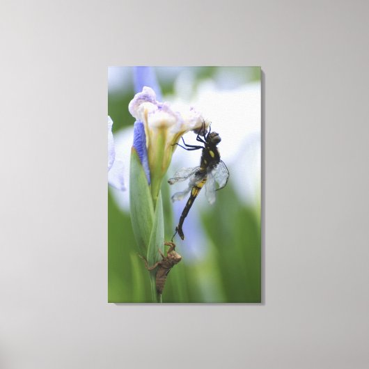 Dragonfly op iris canvas afdruk (Voorkant)