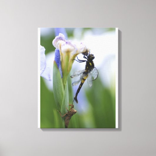 Dragonfly op iris canvas afdruk (Voorkant)