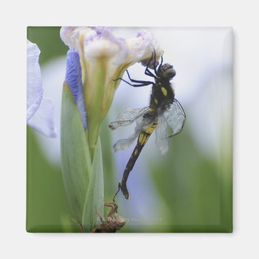 Dragonfly op iris magneet (Voorkant)