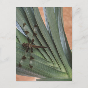 Dragonfly op plant briefkaart