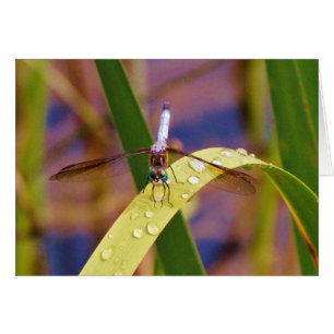 Dragonfly op regenblad