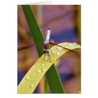 Dragonfly op regenblad