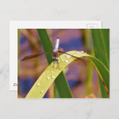 Dragonfly op regenblad briefkaart (Voorkant / Achterkant)
