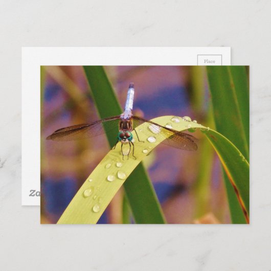 Dragonfly op regenblad briefkaart (Voorkant / Achterkant)