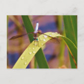 Dragonfly op regenblad briefkaart (Voorkant)