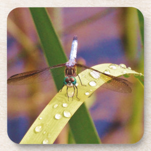 Dragonfly op regenblad drankjes onderzetter