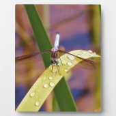 Dragonfly op regenblad fotoplaat (Voorkant)
