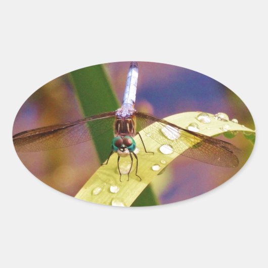 Dragonfly op regenblad ovale sticker (Voorkant)