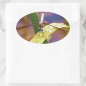 Dragonfly op regenblad ovale sticker (Tas)