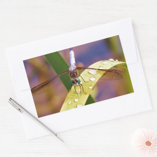Dragonfly op regenblad rechthoekige sticker (Envelop)