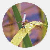 Dragonfly op regenblad ronde sticker (Voorkant)
