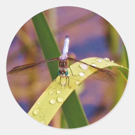 Dragonfly op regenblad ronde sticker (Voorkant)