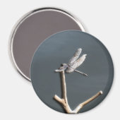Dragonfly op Rest Magneet (Voorkant / Achterkant)