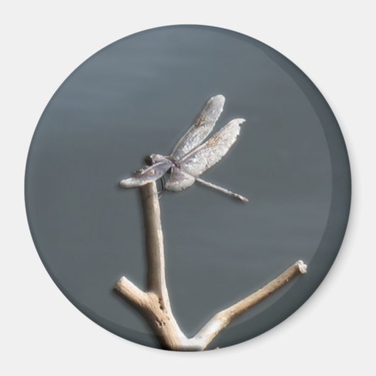 Dragonfly op Rest Magneet (Voorkant)