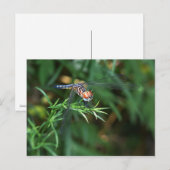 Dragonfly op twig briefkaart (Voorkant / Achterkant)