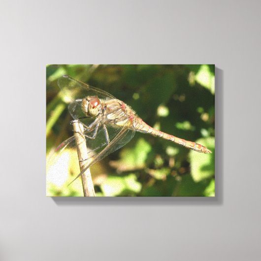 Dragonfly op Twig Canvas Print (Voorkant)