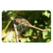 Dragonfly op Twig Flexi Magnet Magneet (Horizontaal)
