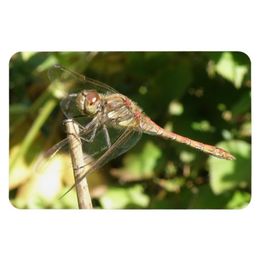 Dragonfly op Twig Flexi Magnet Magneet (Horizontaal)