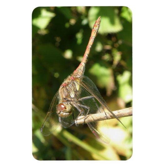 Dragonfly op Twig Flexi Magnet Magneet (Verticaal)