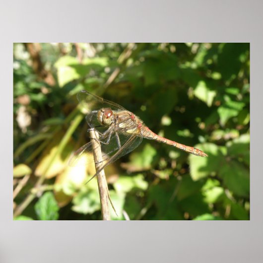 Dragonfly op Twig Print (Voorkant)