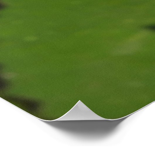 Dragonfly op Water Lily Poster (Hoek)