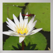 Dragonfly op Water Lily Poster (Voorkant)