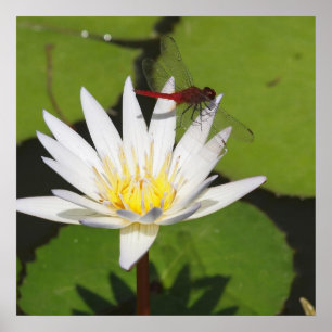 Dragonfly op Water Lily Poster