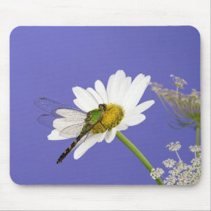 Dragonfly op White Daisy Muismat