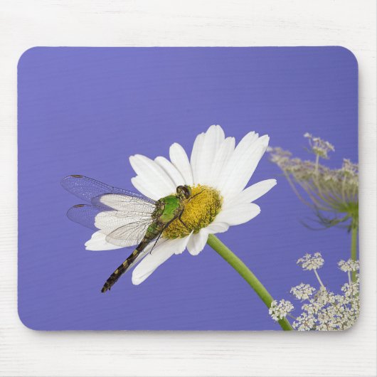 Dragonfly op White Daisy Muismat (Voorkant)