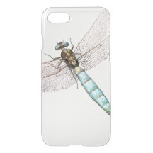Dragonfly op White