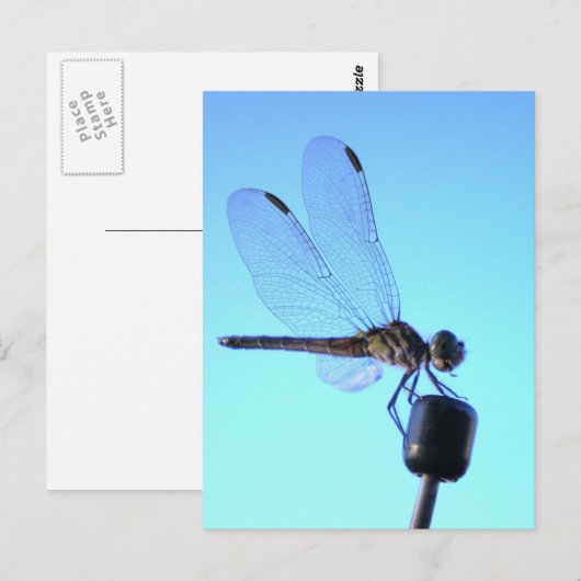 Dragonfly Perched Briefkaart (Voorkant / Achterkant)