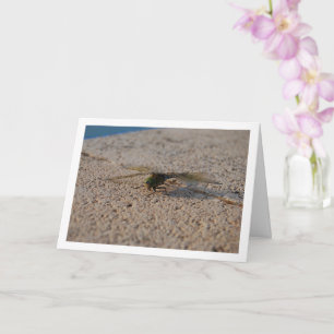 Dragonfly Portret Kaart