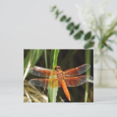 Dragonfly Postcard Briefkaart (Staand voorkant)