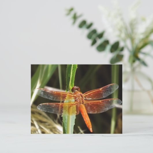 Dragonfly Postcard Briefkaart (Staand voorkant)