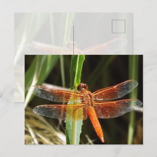 Dragonfly Postcard Briefkaart (Voorkant / Achterkant)