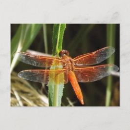 Dragonfly Postcard Briefkaart