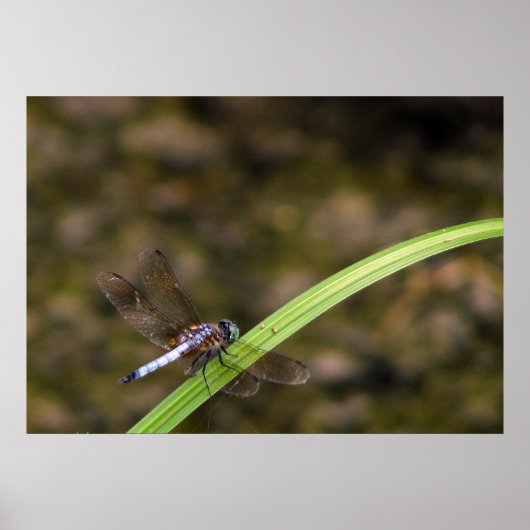 Dragonfly Poster (Voorkant)