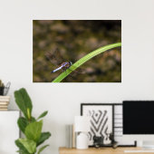 Dragonfly Poster (Thuiskantoor)
