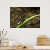 Dragonfly Poster (Keuken)